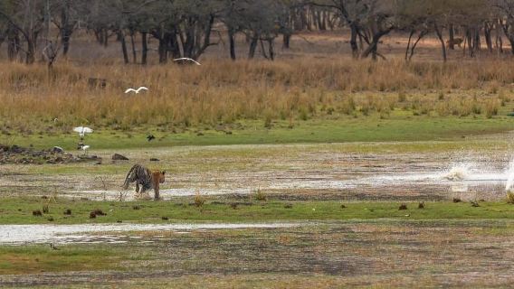 Ranthambore National Park: Jeep or Canter Safari with Permit