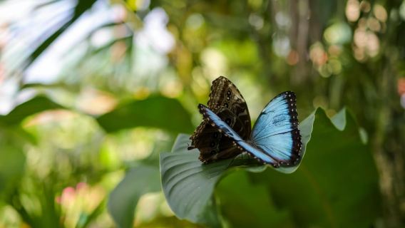 Cahuita national Park+Strand & Maratopia tropical garden