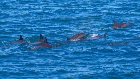 Speedboat to Ile aux Benitier: Dolphin Encounter & Lunch