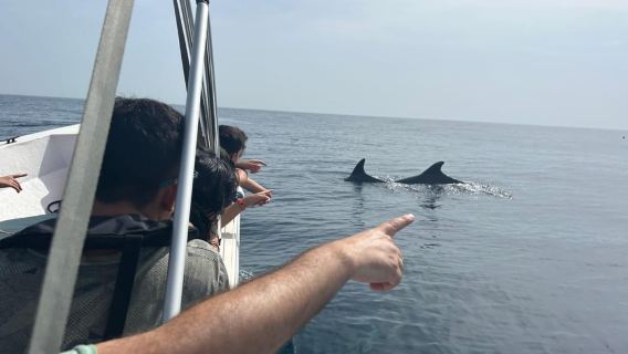 Olhão- Safari Watching Dolphins and other species