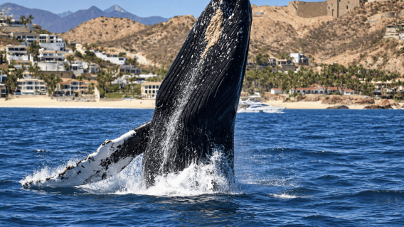 San José del Cabo Hvaludsigt