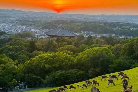日本京都嵐山+宇治市+奈良若草山一日遊