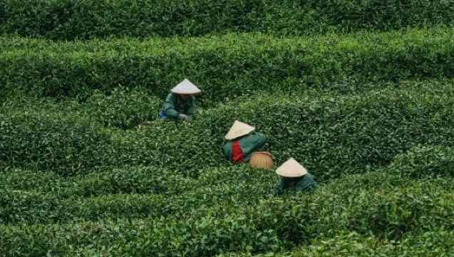 Hangzhou West Lake Longjing Village Tea Farmer Experience Half-Day Tour [Optional Private Transfer + Song Dynasty Tea Whisking + Tea Roasting & Tasting]