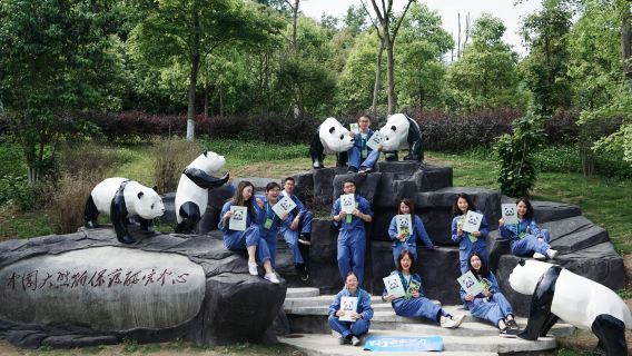 熊貓義工愛心體驗［大熊貓鏟屎官•遊學研學之旅•體驗一天的熊貓飼養員］