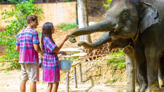 Phuket Spiaggia di Patong: abbraccia l'elefante al campo di protezione [dai da mangiare all'elefante]|Elefanti che fanno il bagno