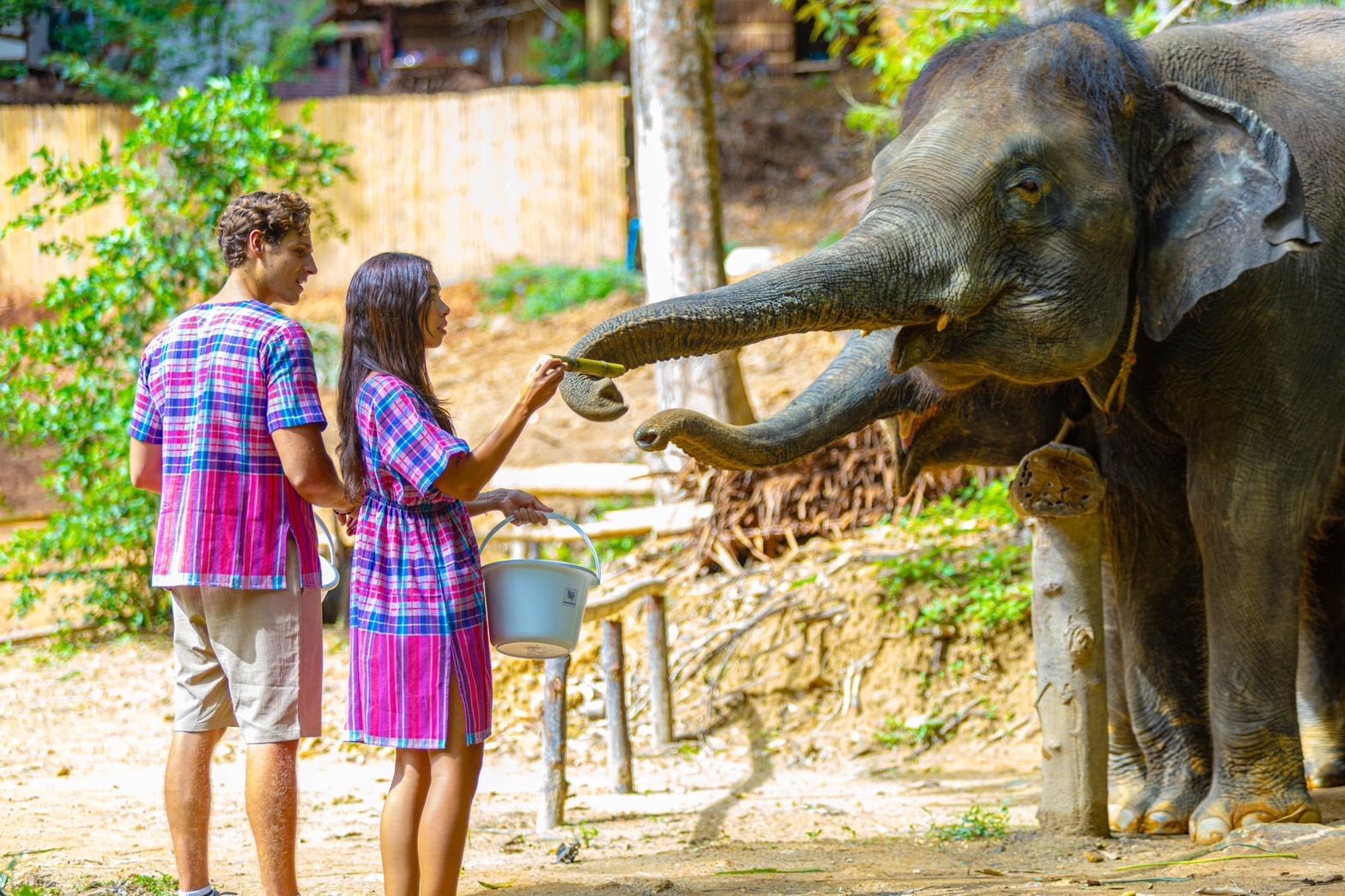 Phuket Patong Beach: Umarmung des Elefantenschutzlagers [Elefanten füttern|Elefanten baden