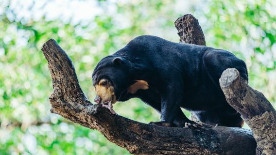 แพ็คเกจกวางโจวชิมลอง: 2 วัน 1 คืน / 3 วัน 2 คืน - ตั๋วเดียวเข้าชมได้หลายสวนสนุก|รวมถึงโรงแรมแพนด้า/ไชมลอง|สวนสัตว์โลก + สวนสนุก + สวนนก|รวมอาหาร (ไม่บังคับ)