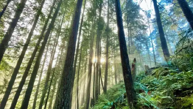 Vancouver VanDusen Botanical Garden + Gastown + Lynn Canyon Suspension Bridge + Sunset Beach day tour