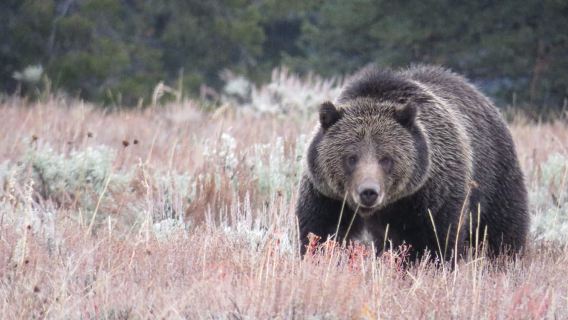 Desde Jackson Hole: Excursión al amanecer por el Parque Nacional Grand Teton
