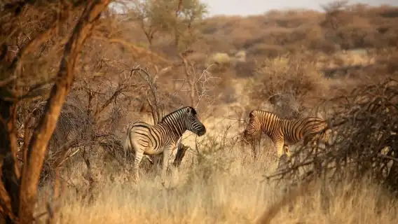วินด์ฮุก: Dustenbrook Scenic Game Drive