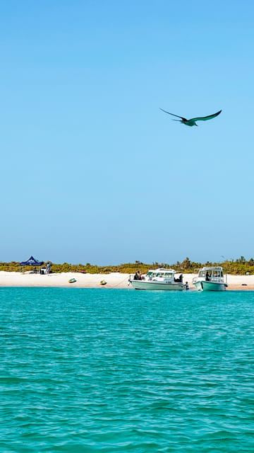 Schnorcheln bei den Dimaniyat-Inseln ab Maskat