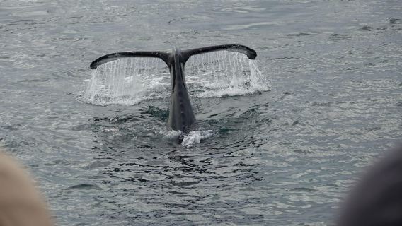 Reykjavík: Whale Watching and Marine Life Cruise