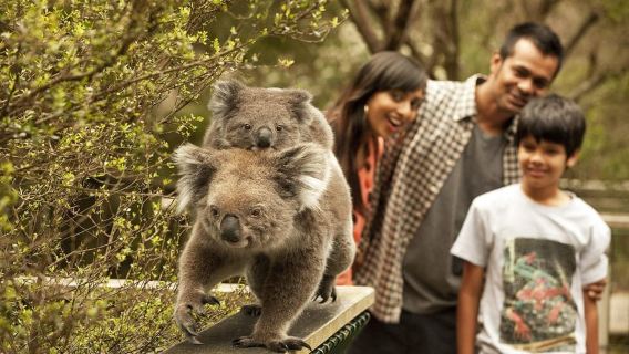 From Melbourne: Phillip Is Penguin Parade & Koala Reserve
