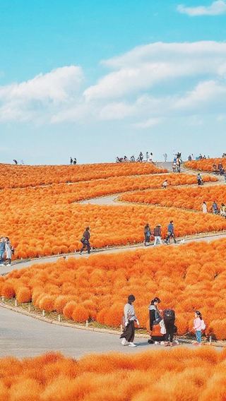 Ibaraki Hitachi Seaside Park + Kamiiso no Torii + Nakaminato Fish Market Flower Sea 1-day tour
