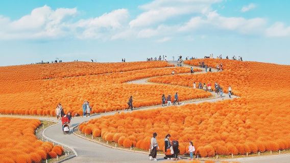 Taman Tepi Laut Ibaraki Hitachi, Gerbang Kamiso Torii, dan perjalanan satu hari Pasar Ikan Nakaminato