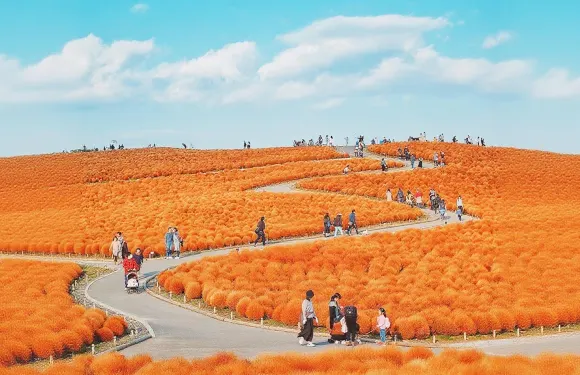 茨城國營常陸海濱公園+神磯鳥居+那珂湊海鮮市場花海一日遊