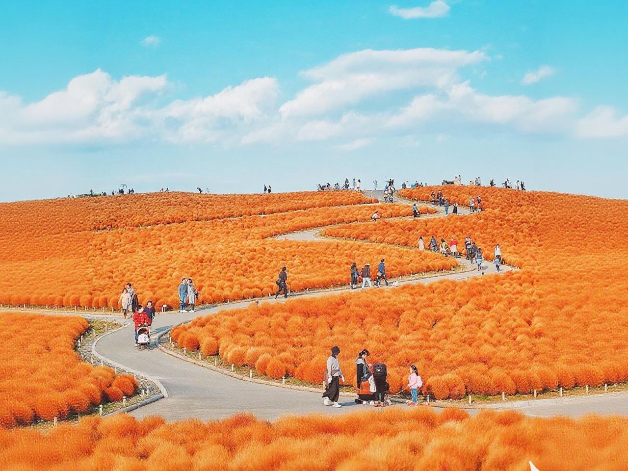 ทัวร์ 1 วัน ชมทุ่งดอกไม้ที่ฮิตาชิ ซีไซด์ + ศาลเจ้า Kamisu + ตลาดปลานาคะมิโนะโตะ