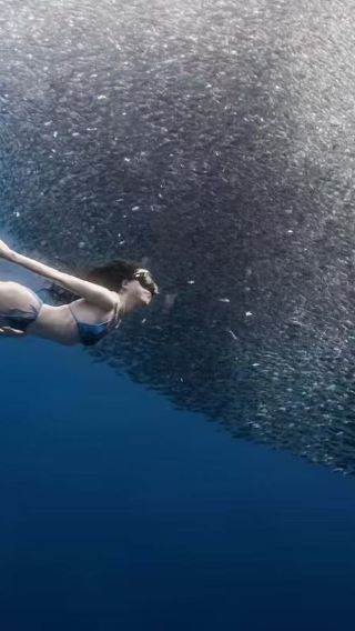 Scuba Diving and Freediving with Sardines in Bohol Island, Philippines|No need to wake up early|Pick-up/drop-off