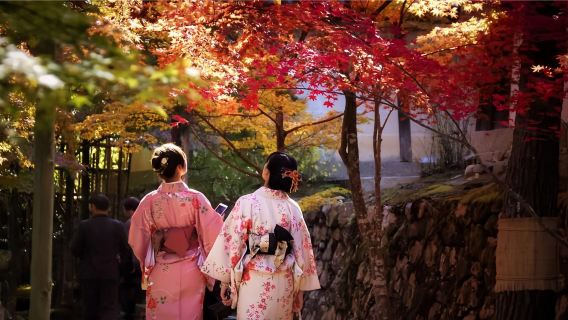 Tour di un giorno a Kyoto: Tempio Nanzenji con aceri rossi, spettacolo di luci al Castello Nijō, Gion e Mercato Nishiki