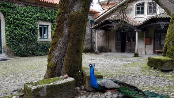 Vinho Verde Experience