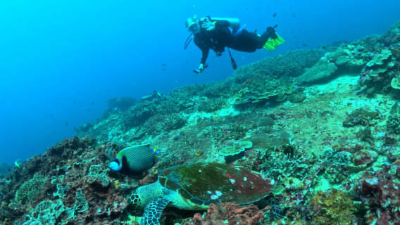 Tour di un giorno a Bali per immersioni a Tulamben - Immersioni esperienziali/immersioni con certificato/spiegazioni in cinese disponibili/negozio subacqueo a cinque stelle