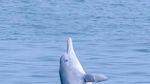 港珠澳大橋登橋遊+珠海大劇院+情侶路珠海一日遊【可選私家團】