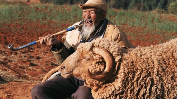 Kunming Dongchuan Red Land + Luoxia Valley + Millennium Abies photography 1-day tour with pickup within the third ring road