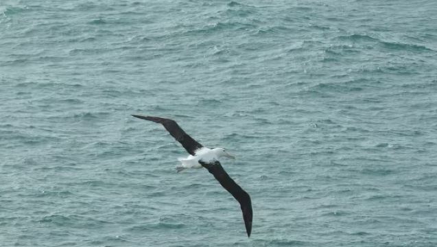 New Zealand Dunedin - Lawatan Sehari Semenanjung Otago [Melihat Anjing Laut/Albatros/Penguin Pulang Ke Sarang]
