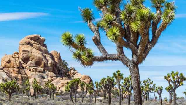 1-day tour to Joshua Tree National Park + Palm Springs aerial tramway in Los Angeles (admission ticket not included)