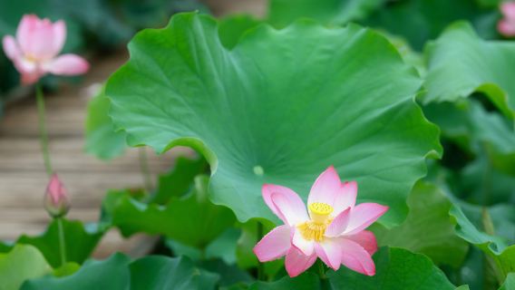 Matkakuvaus Luonan Countyssä[Kotikäyntivalokuvaus ja seurantakuvaus perheille, pariskunnille, valokuvat, lyhyet videot, mainosvideot, muotokuvat, hääkuvat – kaikki raakakuvat sisältyvät ja käännöspalvelut]