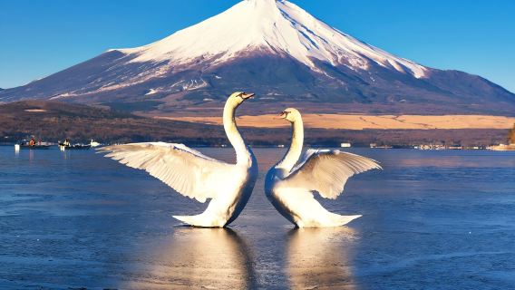 1-day tour to enjoy the beautiful views of Mount Fuji at Lake Kawaguchi and Lake Yamanaka, visiting popular photo spots for stunning Fuji shots