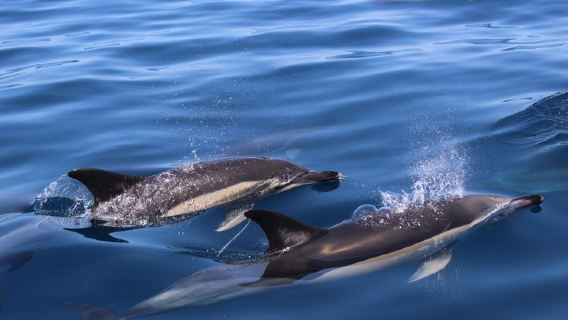 Biologist guided dolphin watching safari