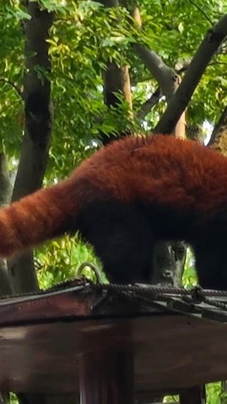Shanghai Wild Animal Park deep into the beast zone + international circus performance + watch giant pandas 1-day tour