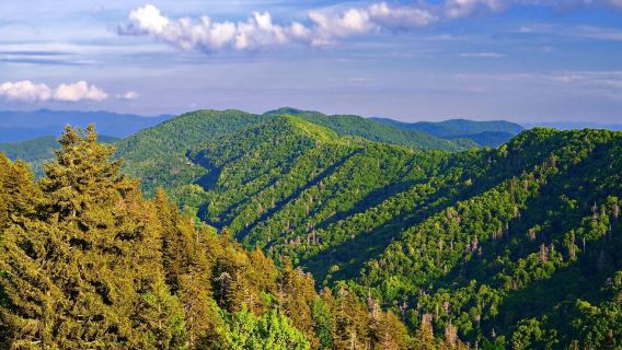 Pigeon Forge: Newfound Gap Smoky Mountains Jeep Tour