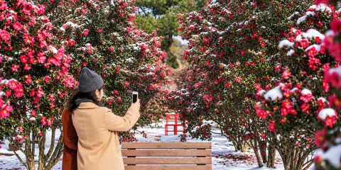 濟州東部冬日日遊:山茶花與採柑體驗連去程接送