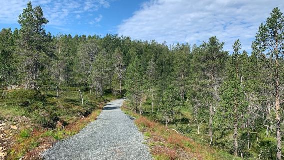 Lawatan sehari Tromso + Senja + Norway dalam satu hari [perkhidmatan berbahasa Cina, pakej berkumpulan atau sewaan peribadi]