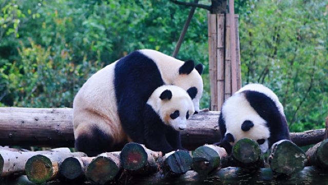 Chengdu Dujiangyan+Mount Qingcheng+The Giant Panda Garden Day Tour:Ticket+Private Car
