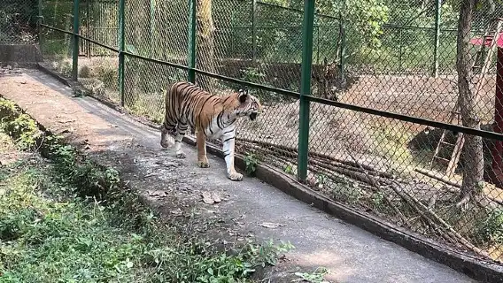 Sanjay Gandhi National Park(SGNP) + Kenheri Caves + Lion Safari + Jain Temple