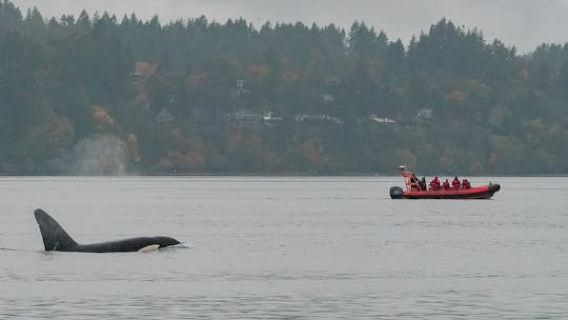Victoria Winter Whale Watching on a Zodiac Vessel