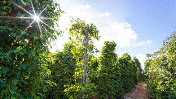 Phu Quoc IslandGuided Visits