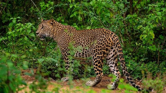 HambantotaTours