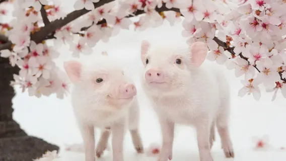 [mipig cafe Harajuku Takeshita Street store] Super popular healing pig cafe interactive experience (adults over 4 years old)