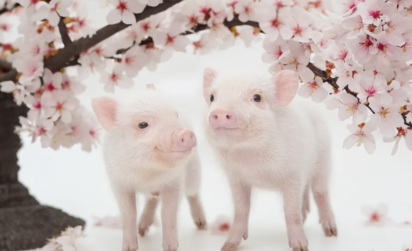 [mipig cafe Harajuku Takeshita Street] Esperienza interattiva nel popolarissimo caffè terapeutico con maialini (adulti e bambini sopra i 4 anni)