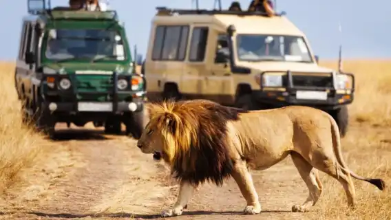 ทัวร์ล่องเรือ Isimangaliso และขับรถชมสัตว์ป่าหนึ่งวันจากเดอร์บัน