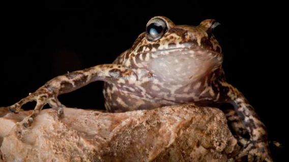 Dunstable : billet d'entrée pour une journée complète au zoo de Whipsnade