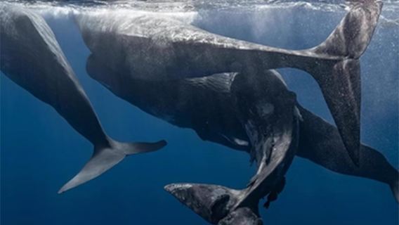 モーリシャス ベ・デュ・タマラン ワンデーツアー【プライベートボートでイルカ&クジラウォッチング+スイミング|送迎・食事なし】