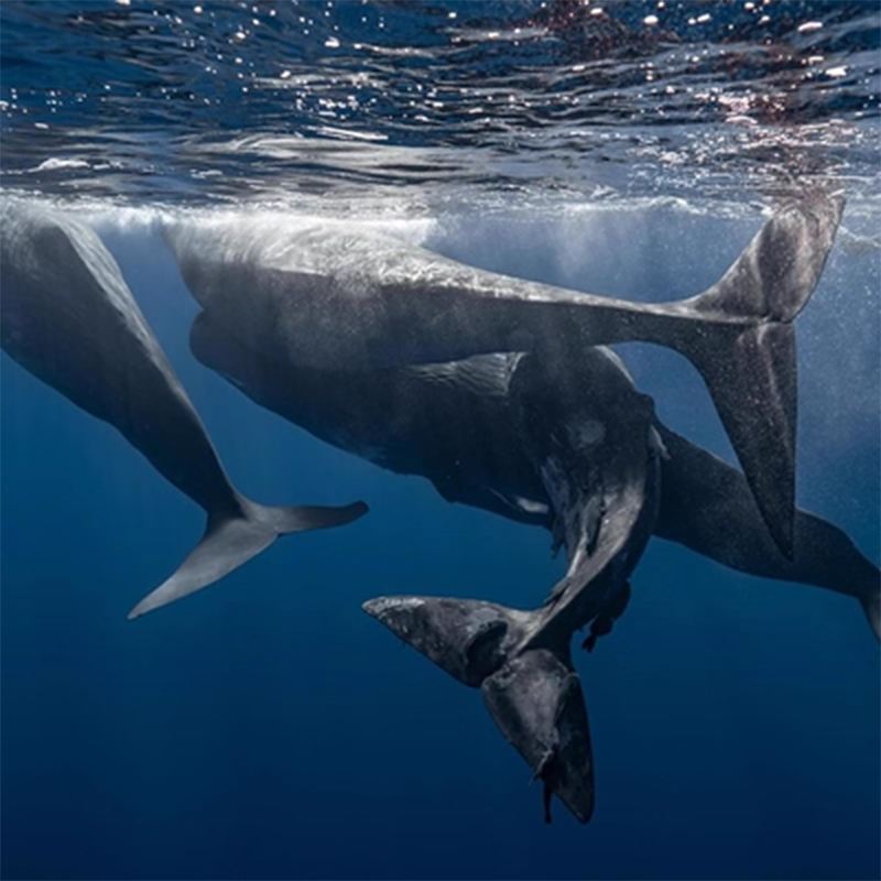 Mauritius Baie du Tamarin Day Tour [Private Boat for Dolphin & Whale Watching + Swimming | No Transfer or Meals Included]