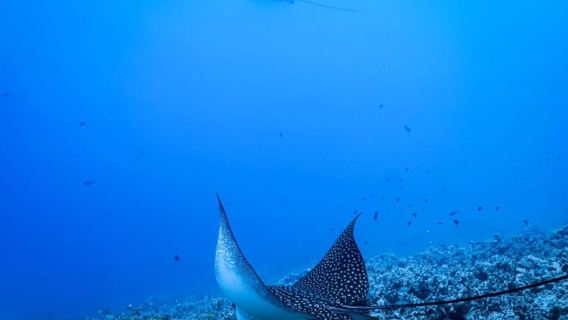 Kailua-Kona: Wassersafari-Schnorchelabenteuer