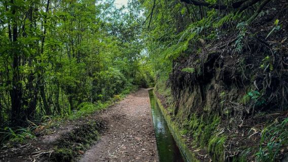 Wandern auf Madeira: Levada do Rei und der majestätische Lorbeer