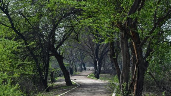 Descubra el paraíso de la observación de aves en Sultanpur en un día desde Delhi.